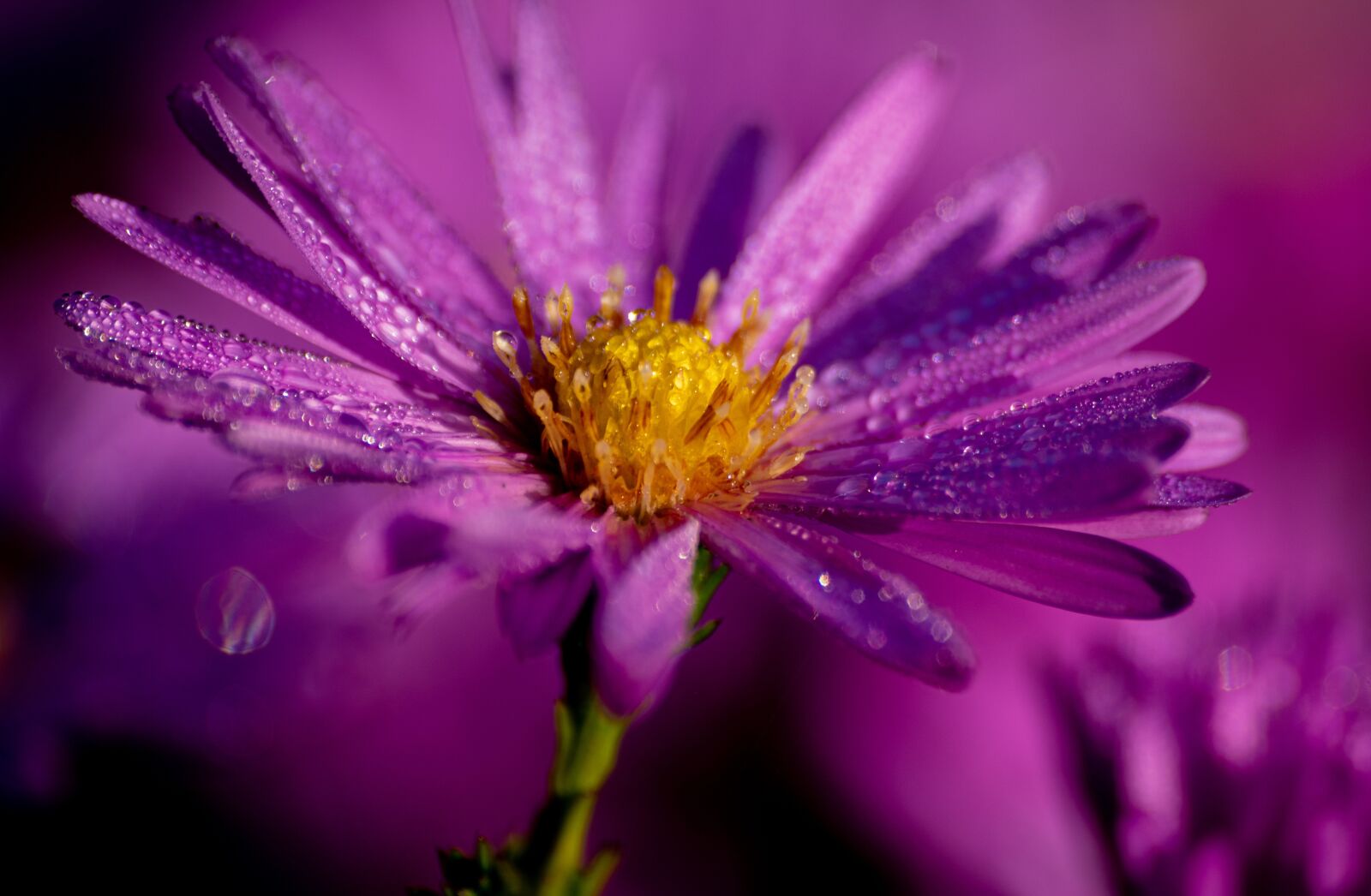 Sigma sample photo. Garden, flower, dew photography