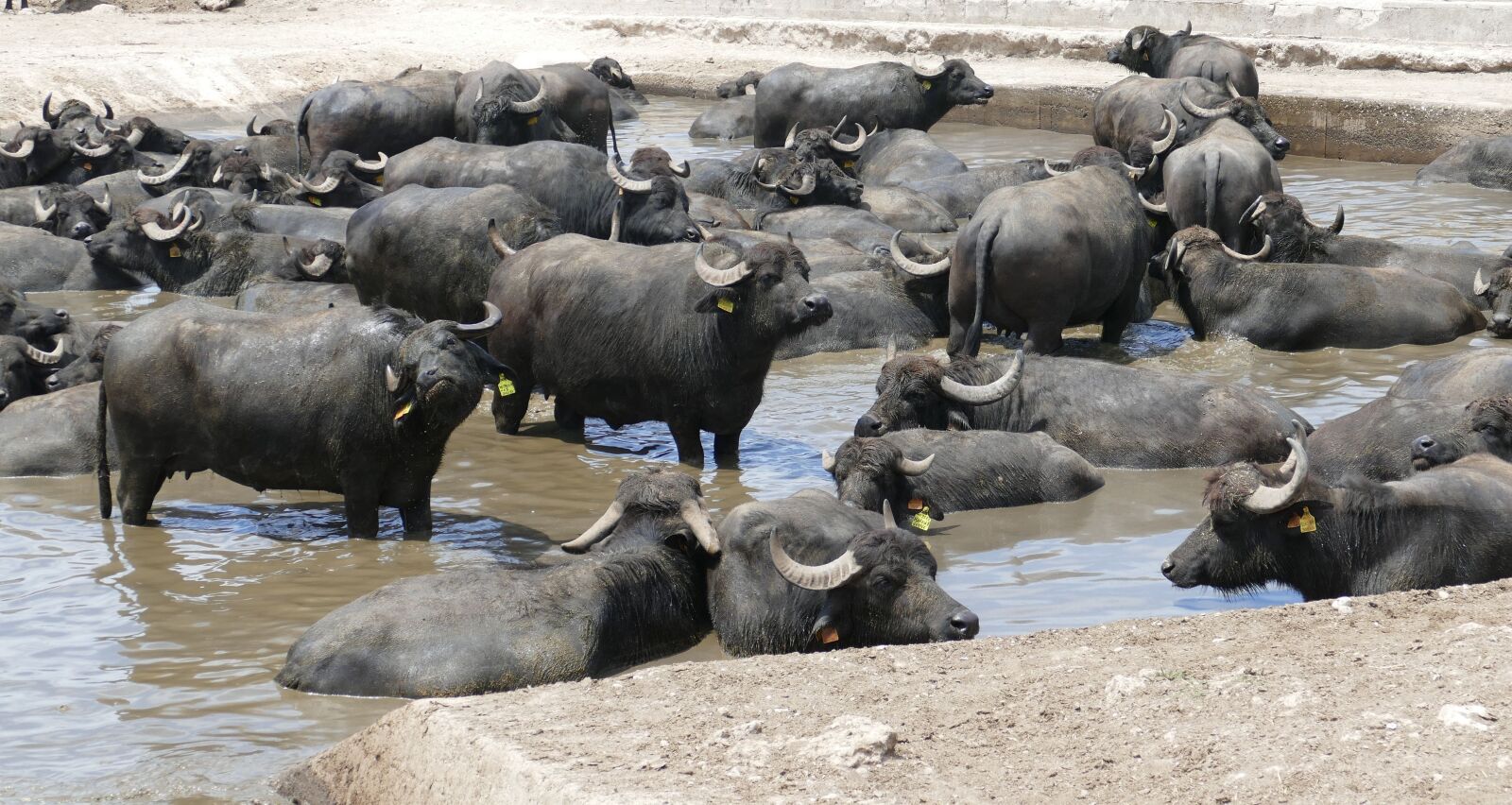 Panasonic Lumix DMC-FZ1000 sample photo. Buffalo, water buffalo, animal photography