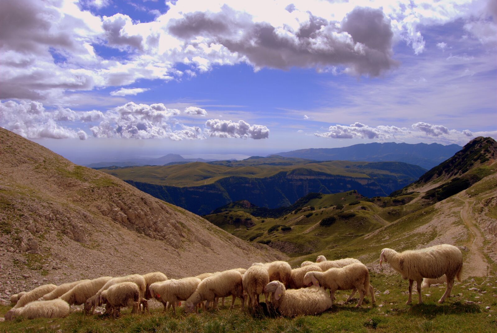 Nikon D60 sample photo. Flock, landscape, mountain photography