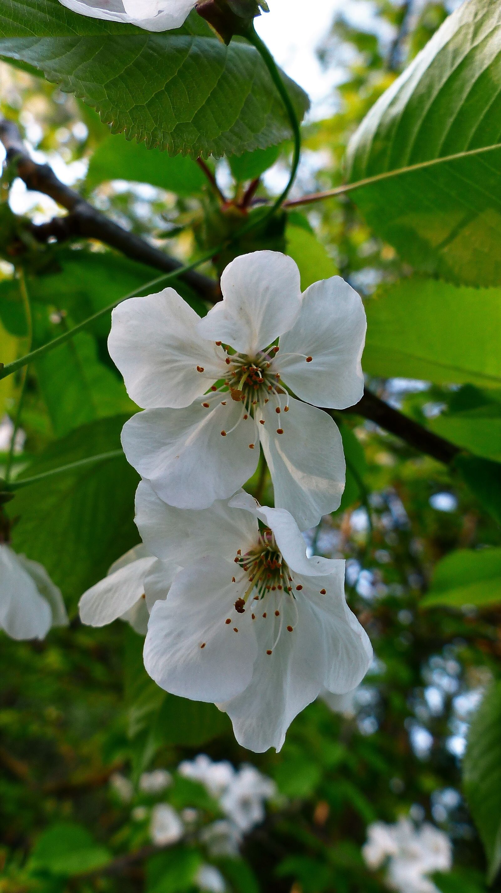 Panasonic Lumix DMC-FZ200 sample photo. Nature, tree, flower photography