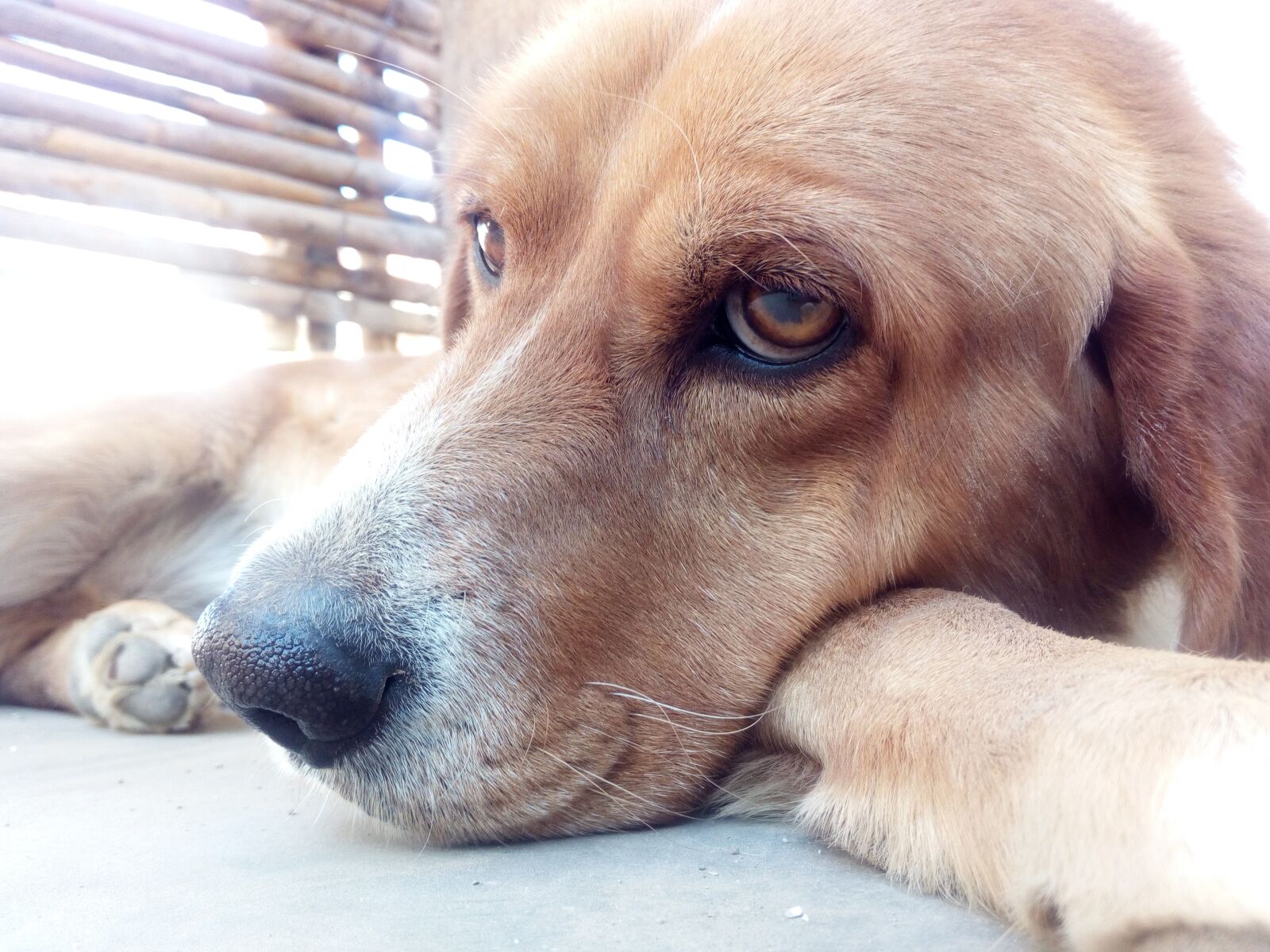 HUAWEI Y6 a! Compact sample photo. Dog, lab puppy, labrador photography