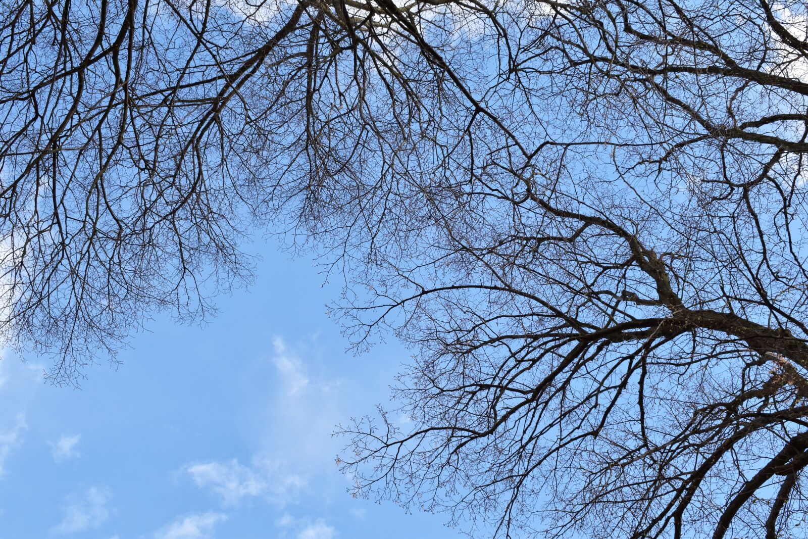 Nikon D5300 sample photo. Forest, tree, sky photography