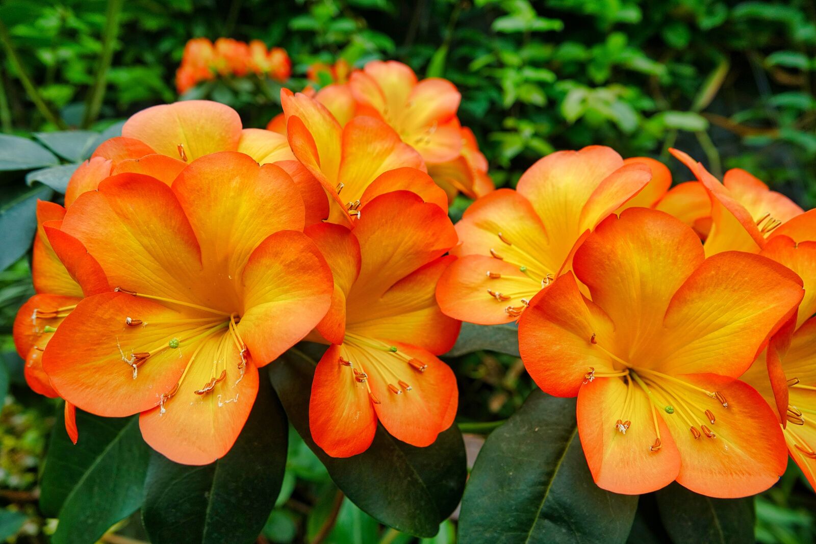 Sony Cyber-shot DSC-RX10 III sample photo. Flower, nature, garden photography