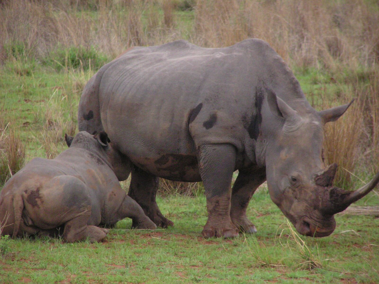 Olympus C750UZ sample photo. Rhino, baby, mother photography