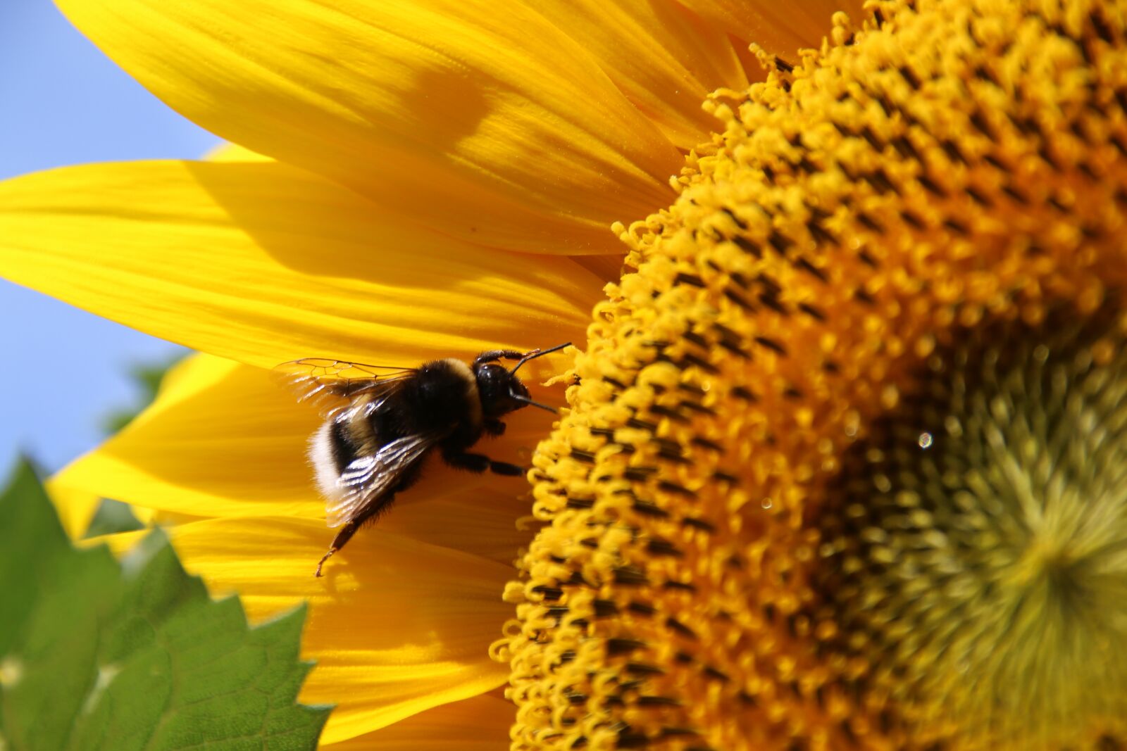 Canon EOS 70D sample photo. Sunflower, yellow, flower photography