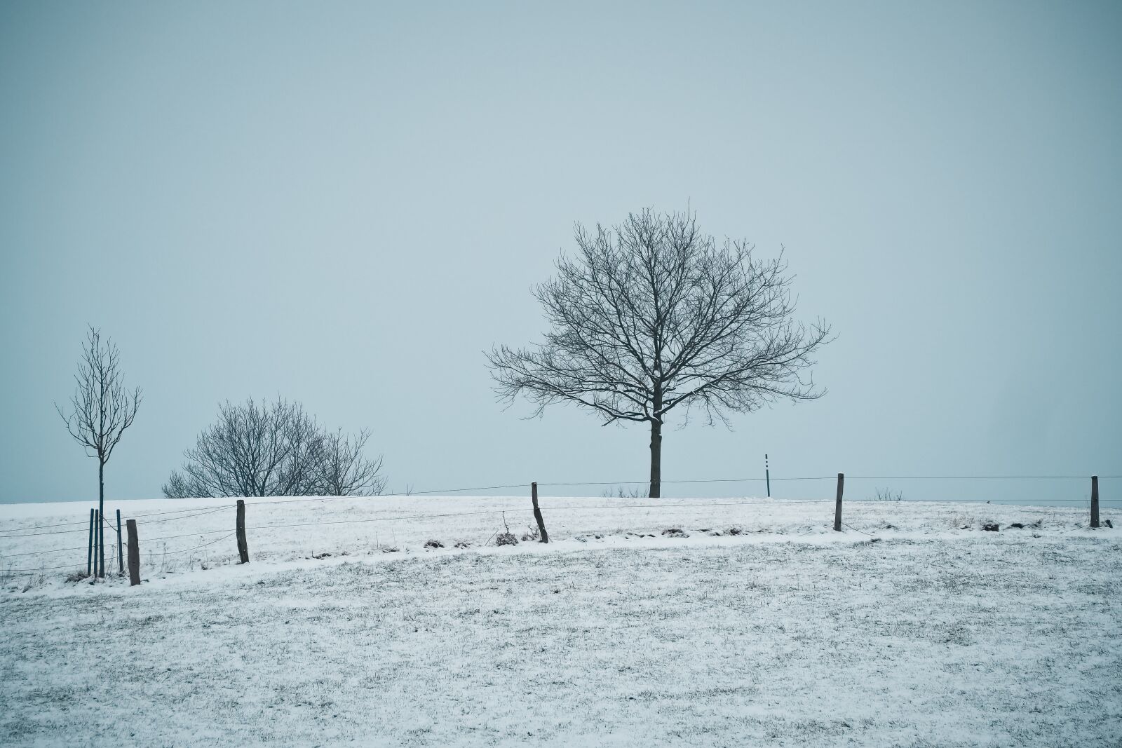 Olympus OM-D E-M10 sample photo. Winter, snow, frost photography