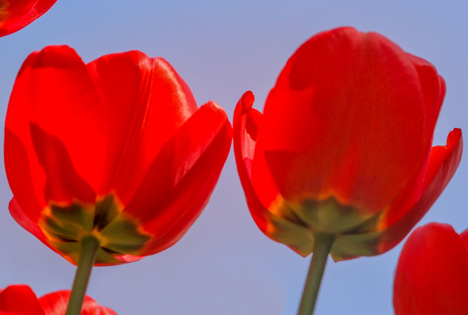 Canon EOS 60D sample photo. Nature, flower, tulip photography