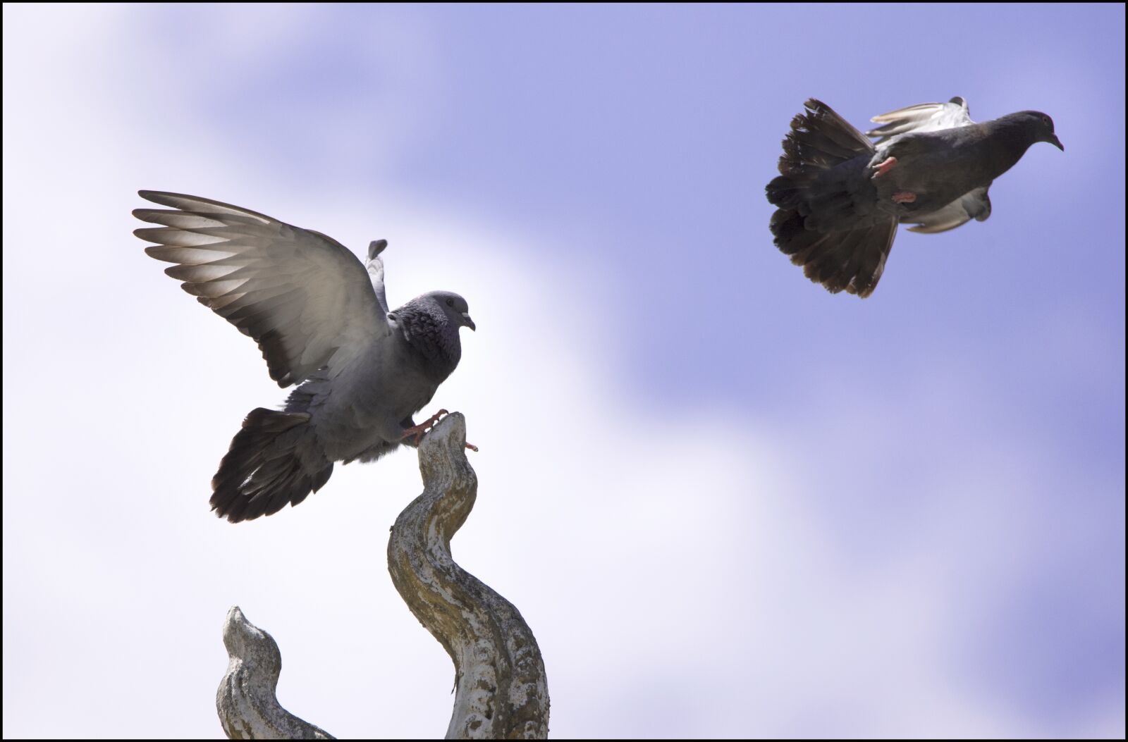 Nikon D750 sample photo. Bird, natural, animal photography