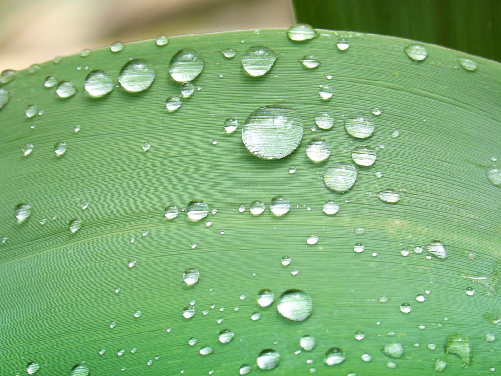 Panasonic DMC-FZ62 sample photo. Leaf, red leaf, drops photography