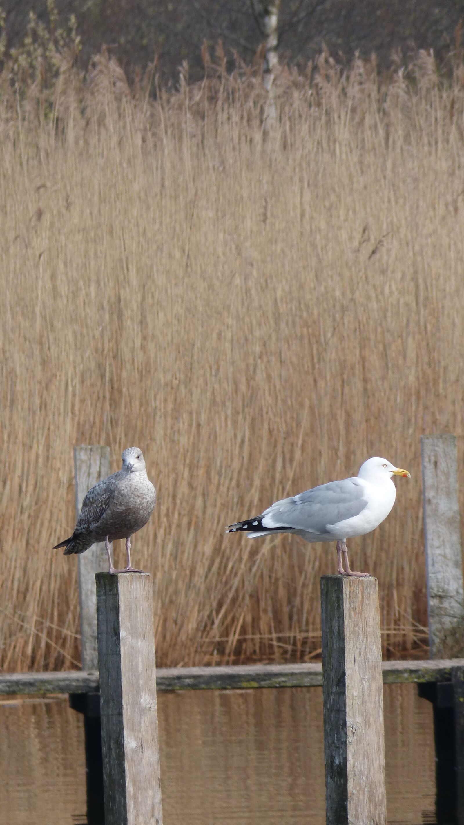 Panasonic DMC-FZ62 sample photo. Nature, bird photography