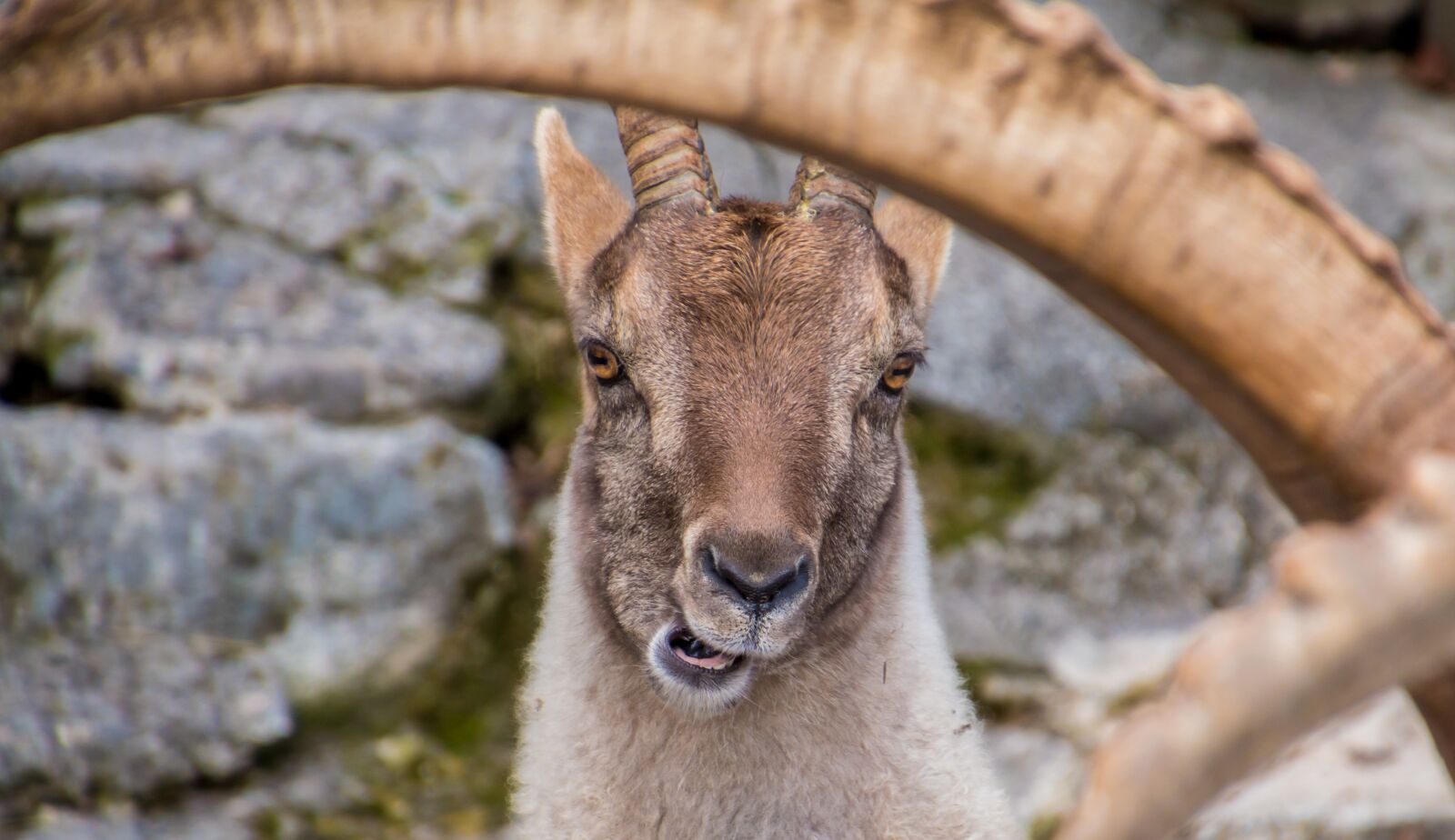 Canon EOS 70D sample photo. Capricorn, goats, bock photography