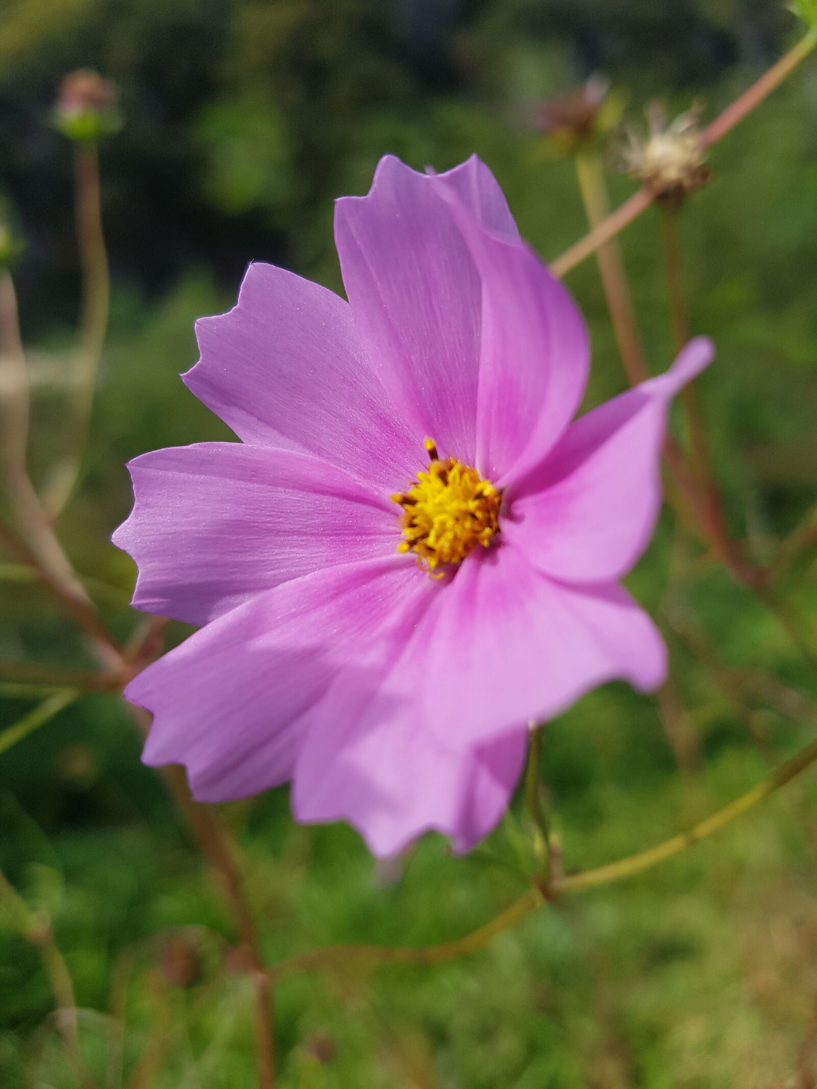 Samsung Galaxy S7 sample photo. Pink flower, light pink photography