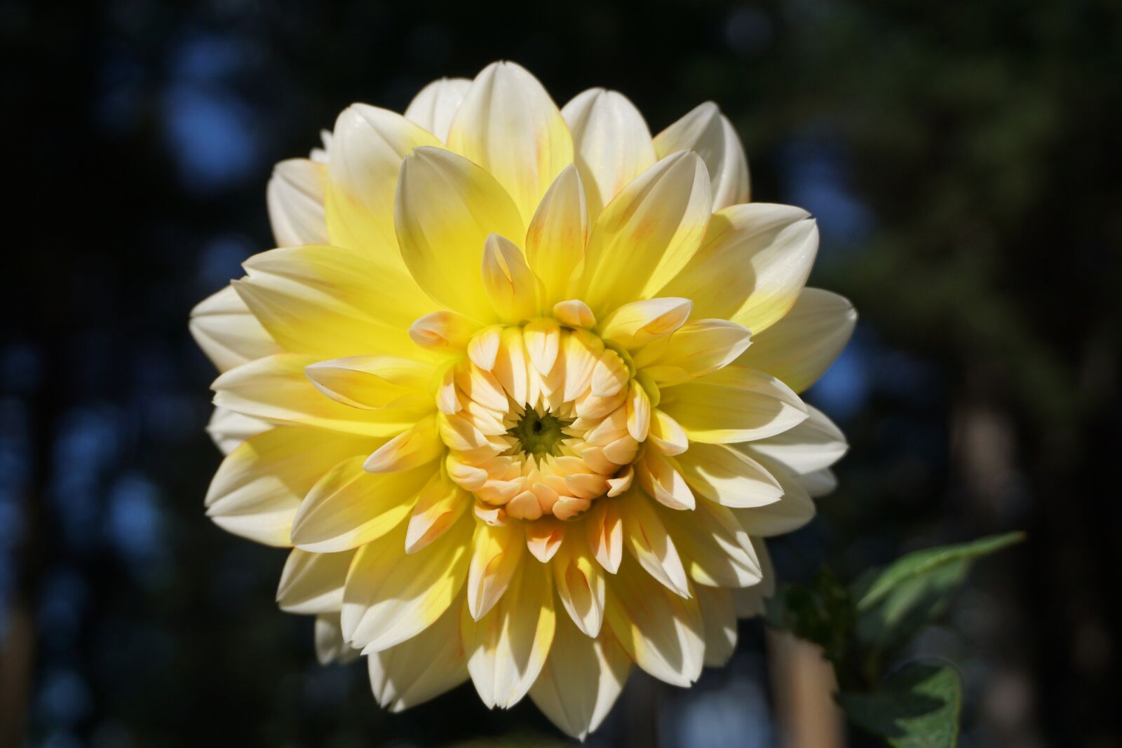 Sony a6000 sample photo. Flora, flower, single photography