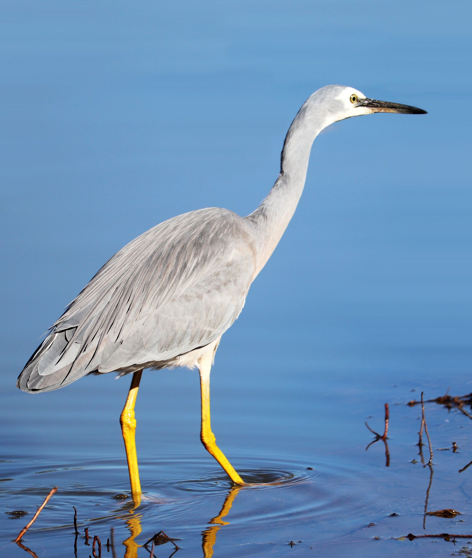 Canon EF-S 55-250mm F4-5.6 IS STM sample photo. Bird, grey heron, wading photography