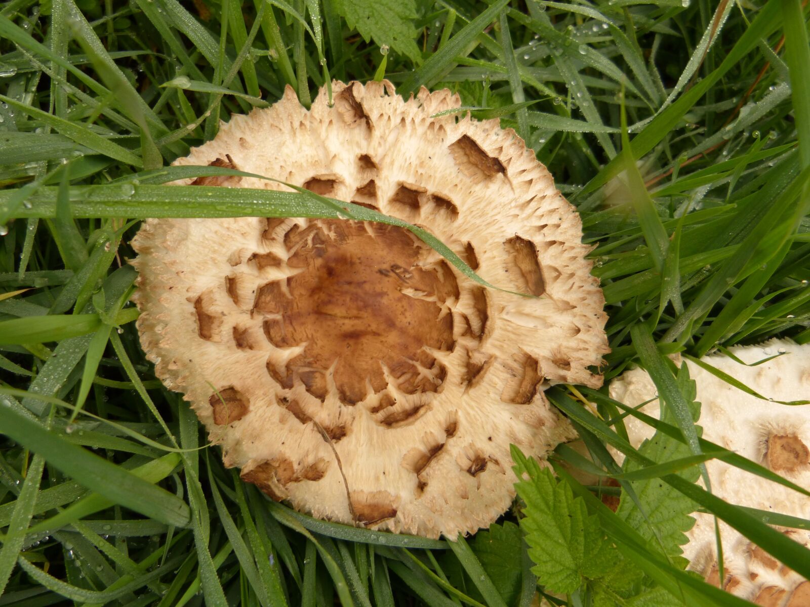 Panasonic DMC-FZ62 sample photo. Mushroom, mushrooms, forest photography