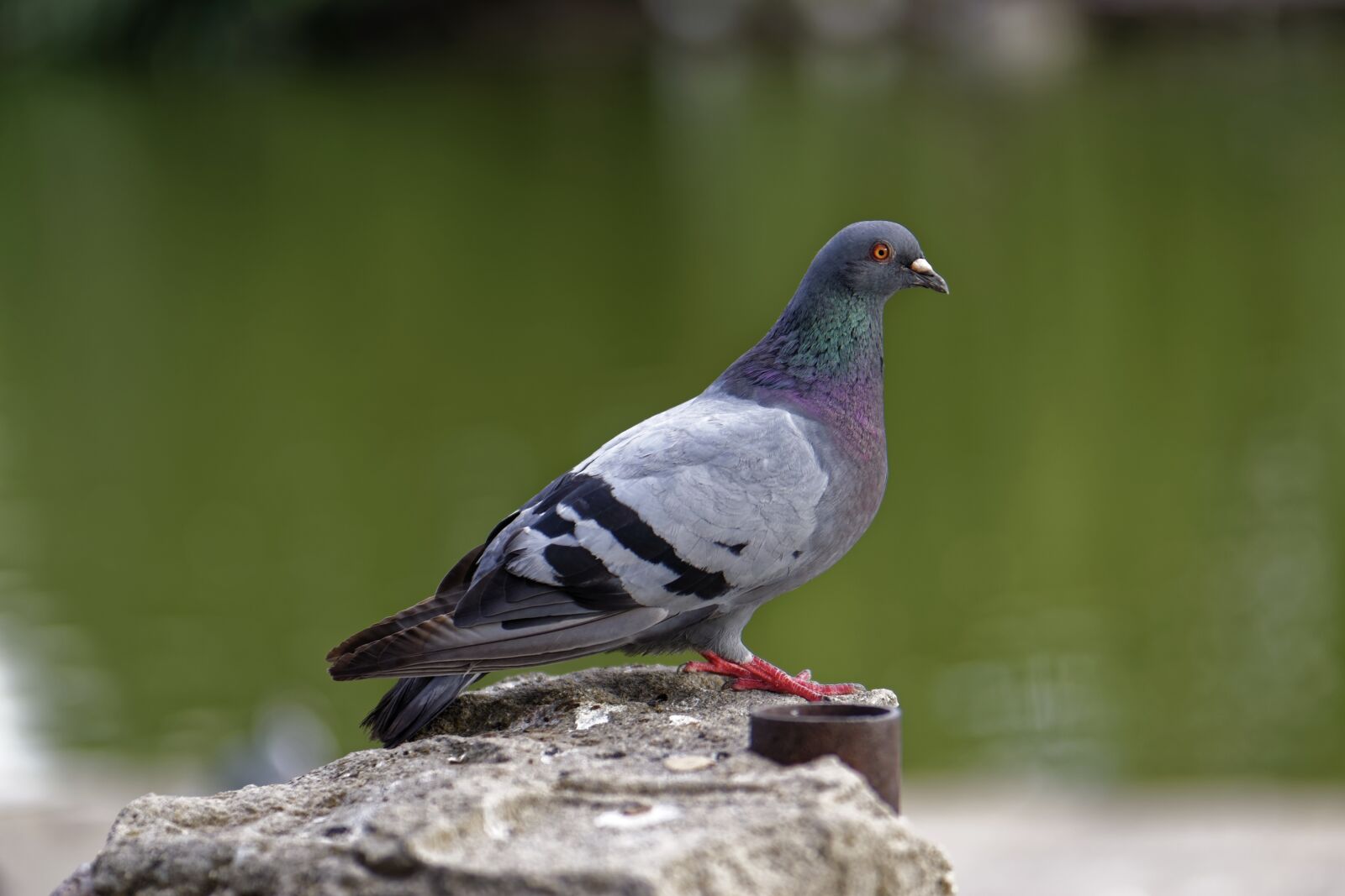 Nikon D5300 sample photo. Pigeon, bird, pillar photography