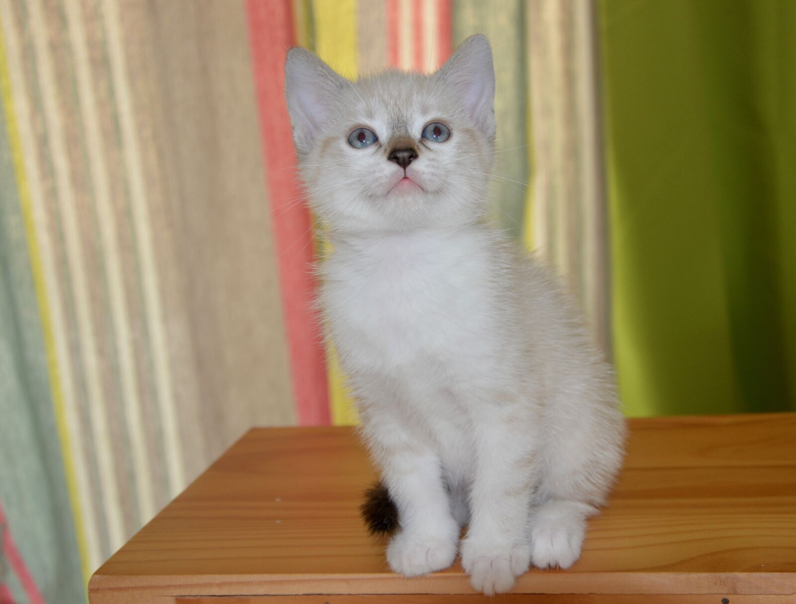 Nikon D5200 sample photo. Cat, kitten, eyes photography