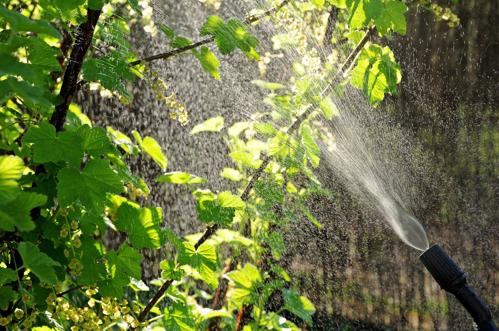 Nikon D90 sample photo. Aphids, garden, drops photography