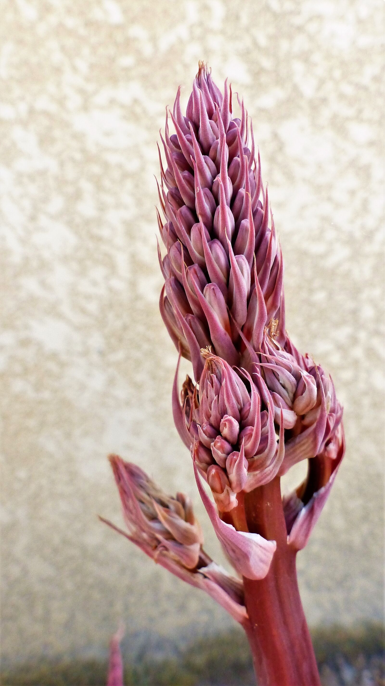 Panasonic Lumix DMC-FZ200 sample photo. Nature, flower, plant photography
