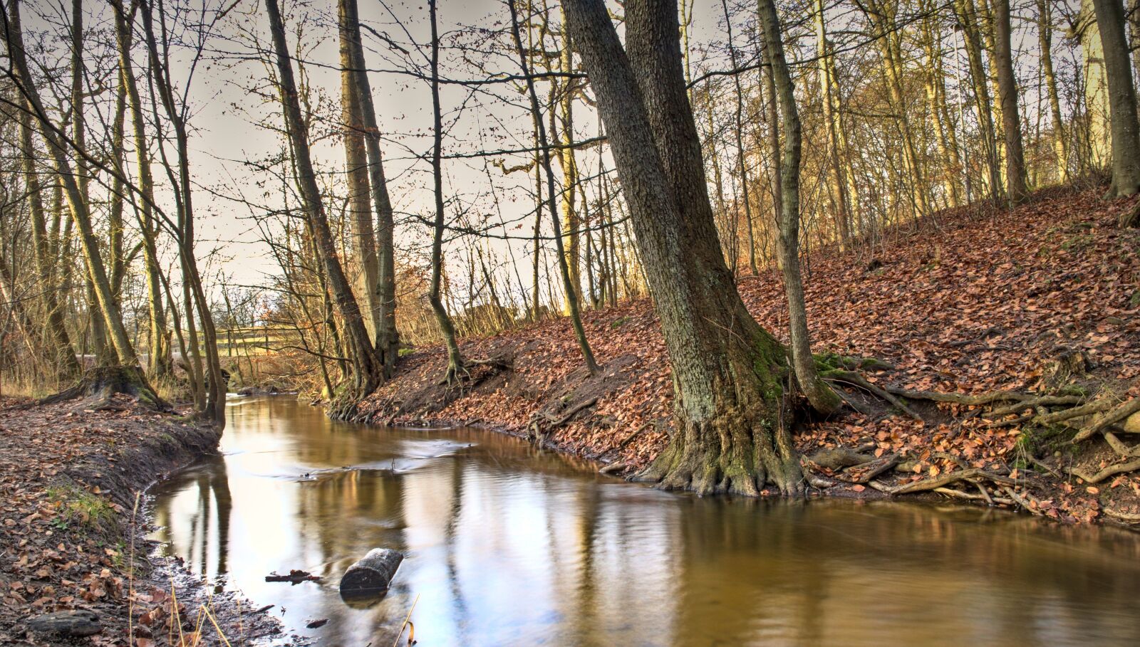 Nikon D5600 sample photo. Nature, landscapes, tree photography
