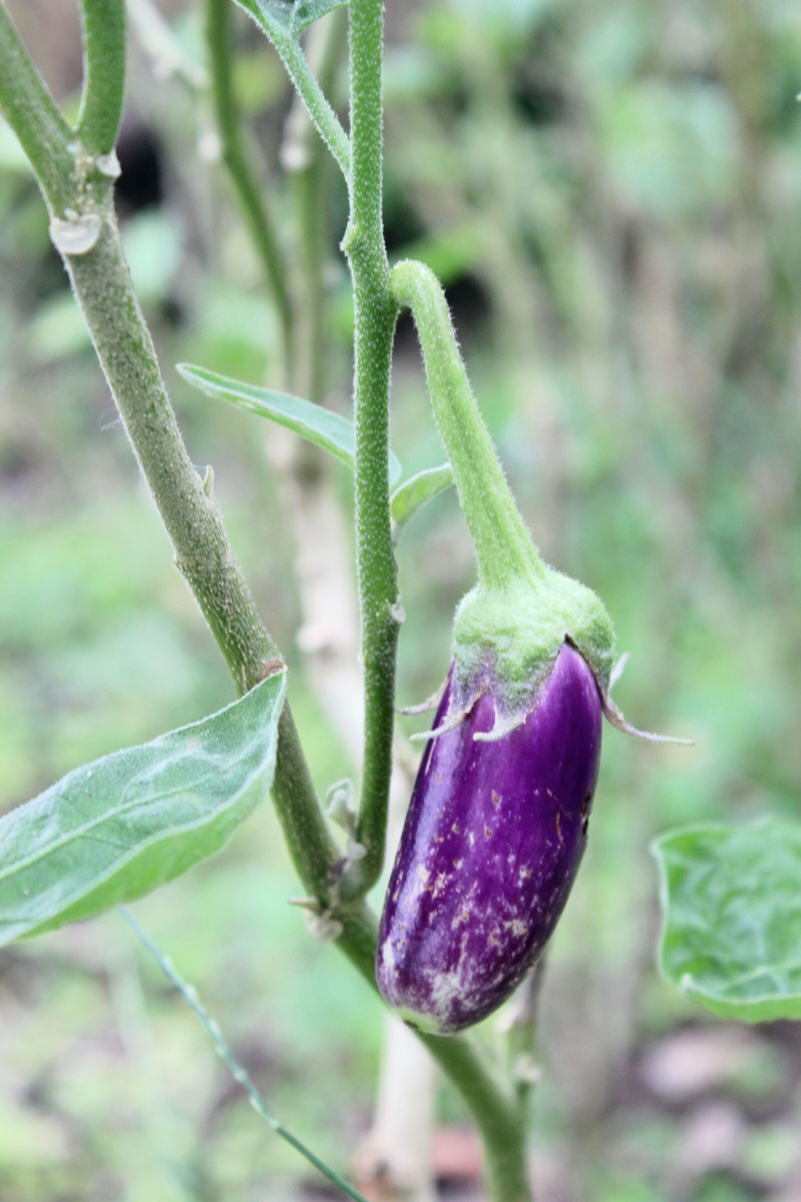 Canon EOS 700D (EOS Rebel T5i / EOS Kiss X7i) sample photo. Brinjal, nature, photography photography