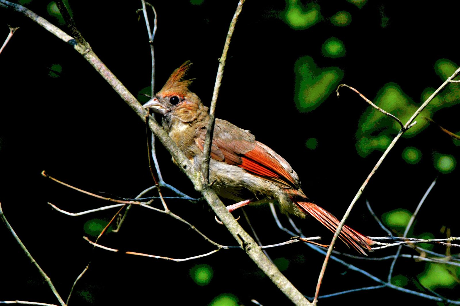 Nikon D7100 sample photo. Bird, cardinal, female photography