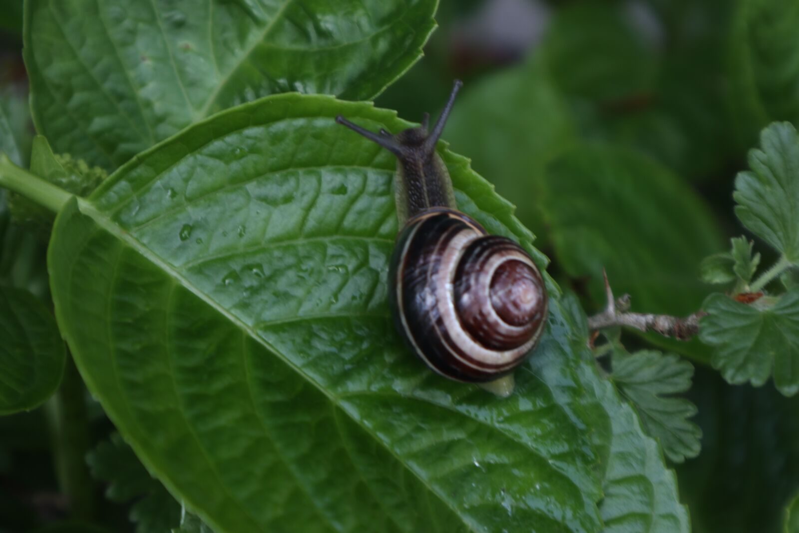 Canon EOS M100 sample photo. Snail, cottage, mollusk photography