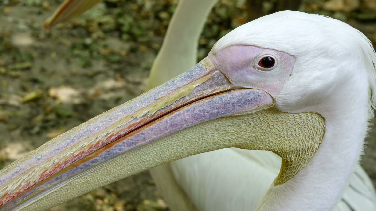 Sony Cyber-shot DSC-RX10 III sample photo. Pelican, basking, sun photography