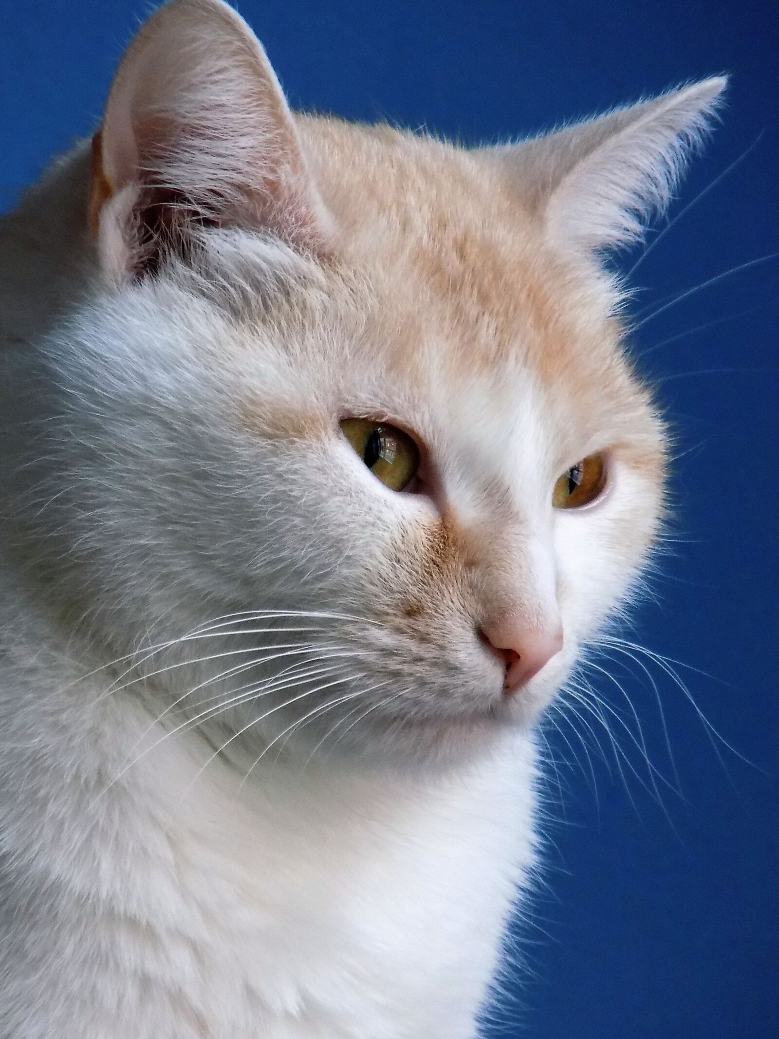 Nikon COOLPIX L340 sample photo. Cat, caramel, mindfulness photography