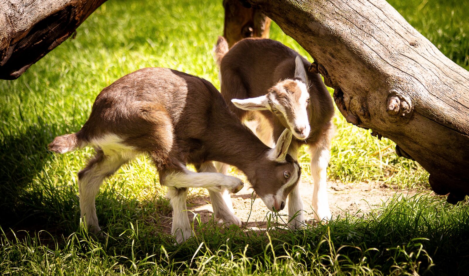 Canon EF 70-300mm F4-5.6 IS USM sample photo. Goat, goats, mammal photography