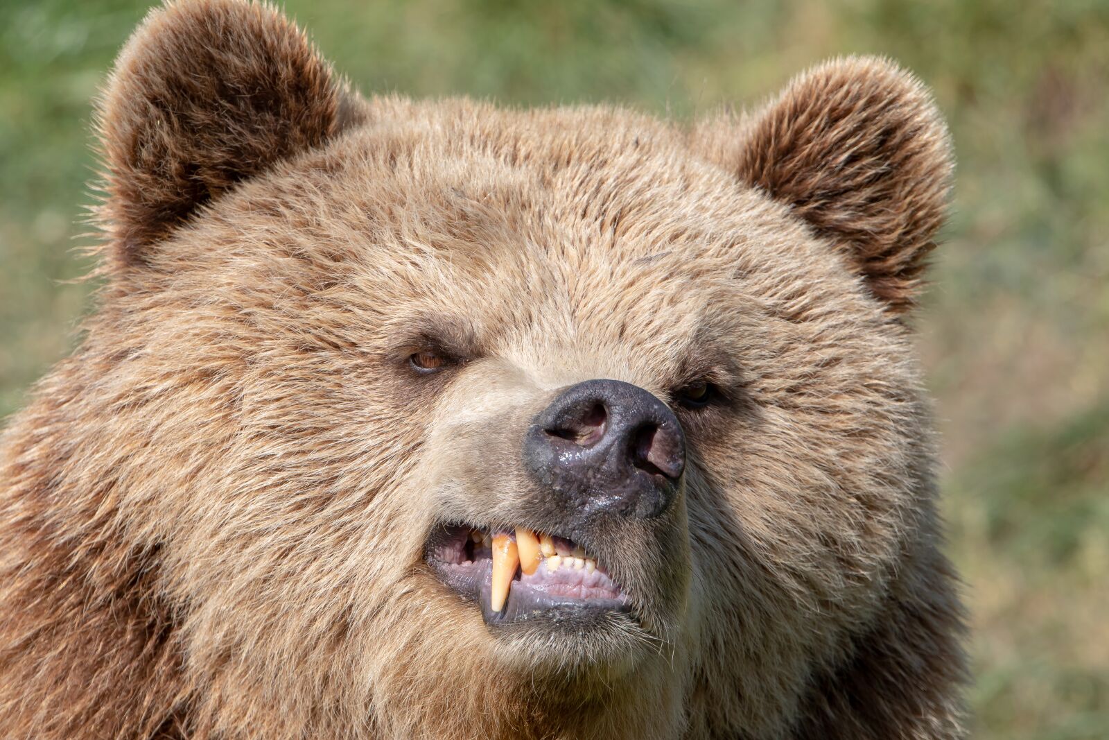 Canon EOS 5D Mark IV sample photo. Bear, ursus arctos, eurasian photography