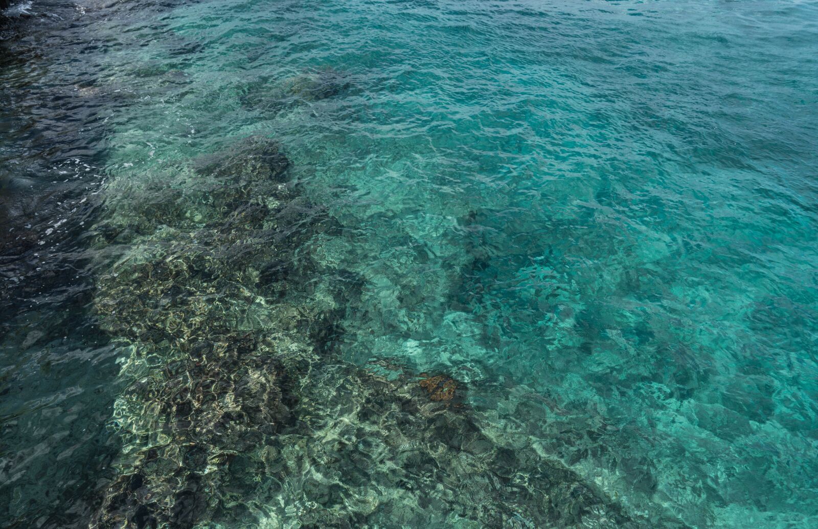 Sony a7R II sample photo. Cozumel, mexico, coral reef photography