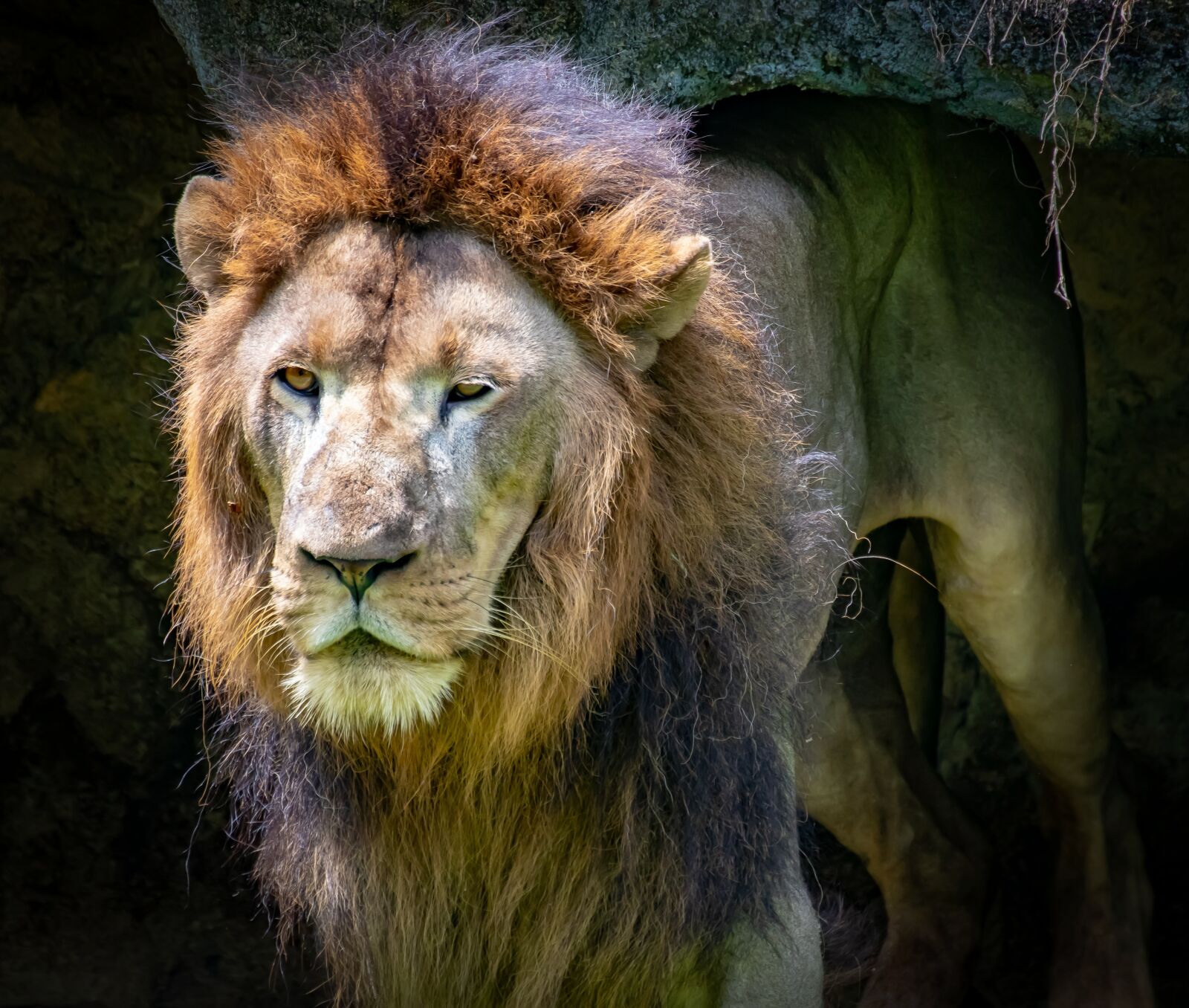 Canon EOS 800D (EOS Rebel T7i / EOS Kiss X9i) sample photo. Lion, tired, stand up photography