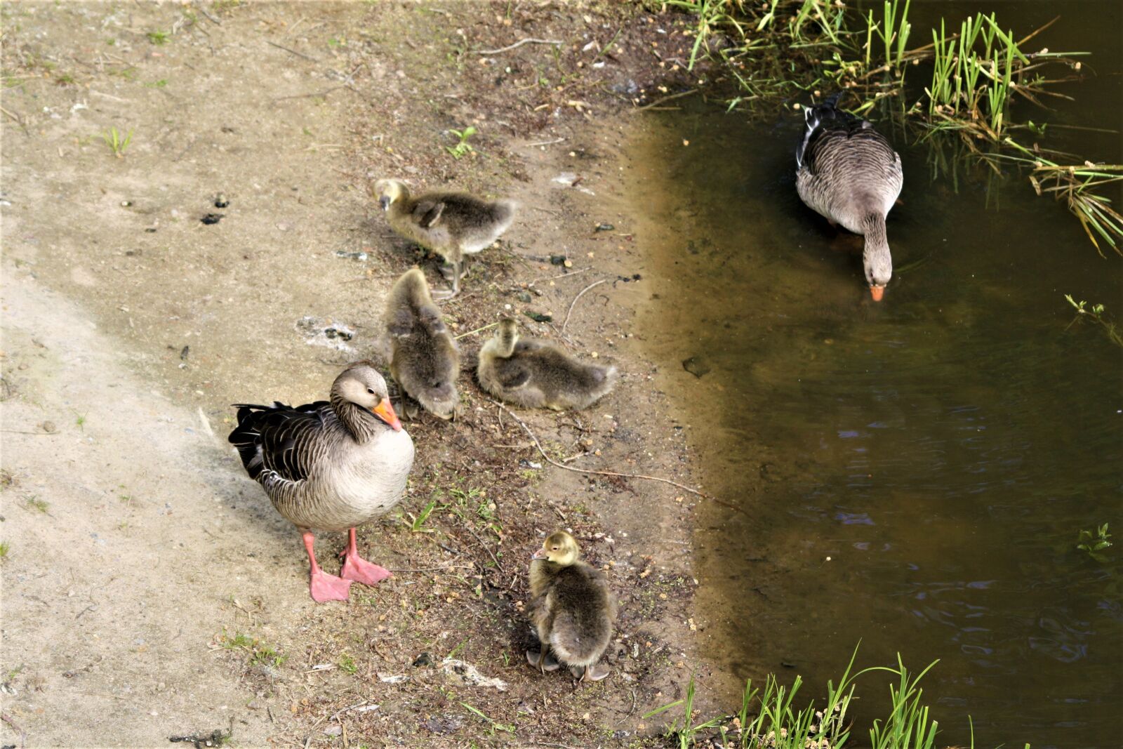 Canon EOS 1000D (EOS Digital Rebel XS / EOS Kiss F) sample photo. Birds, ducks, duck family photography
