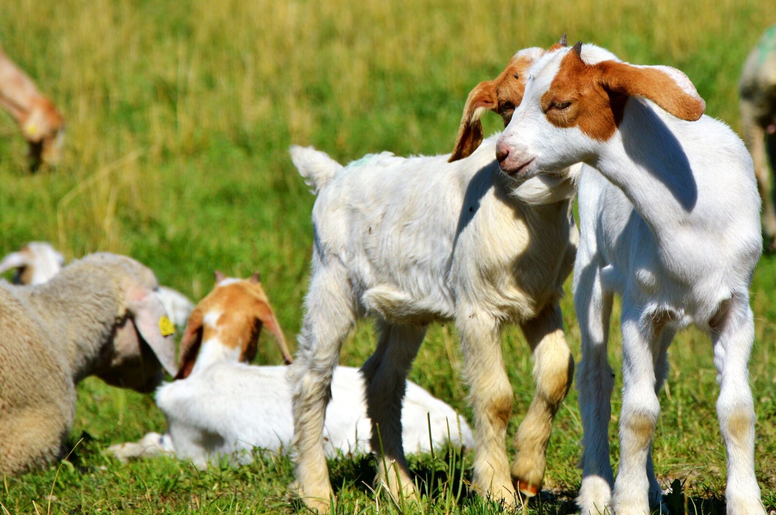 Nikon D3200 sample photo. Goat, prima donna, geiss photography