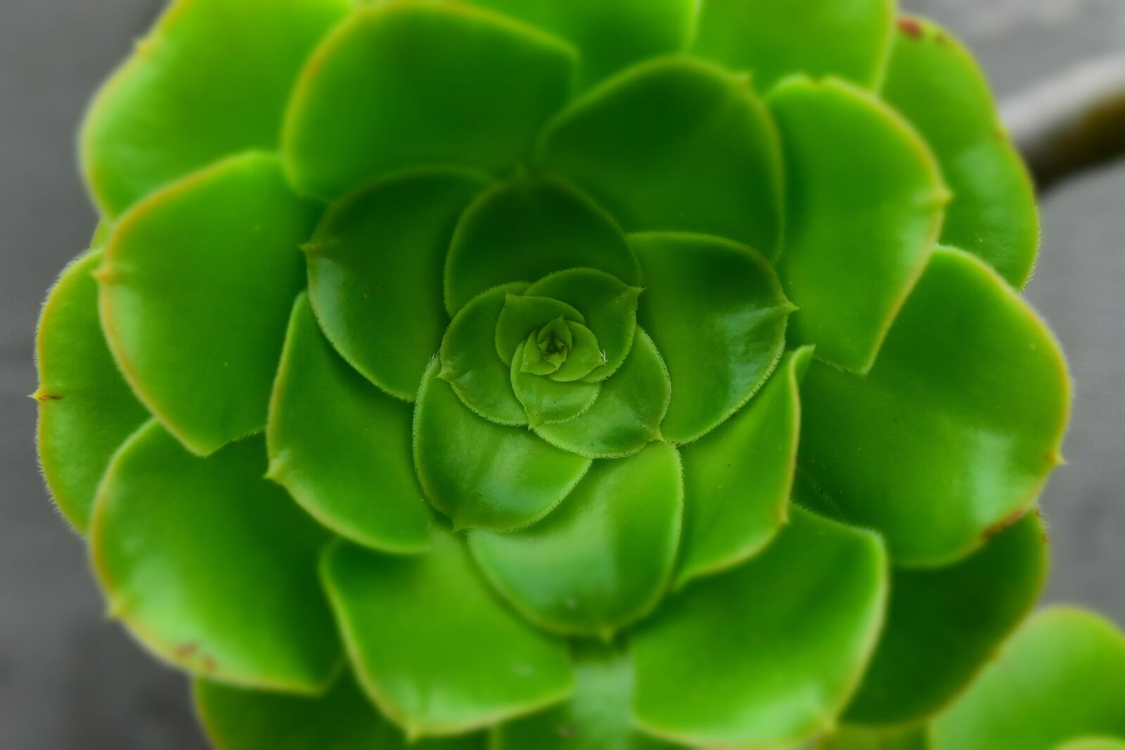 Nikon D7200 sample photo. Succulent, flower, plant photography