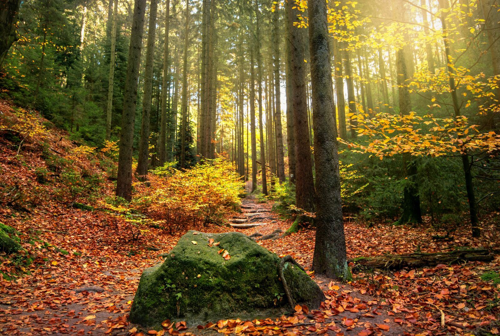 Tokina AT-X 16-28mm F2.8 Pro FX sample photo. Forest, light beam, sun photography