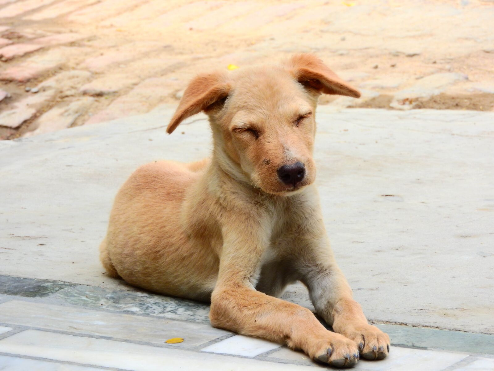 Nikon Coolpix P610 sample photo. Dog, puppy, animal photography