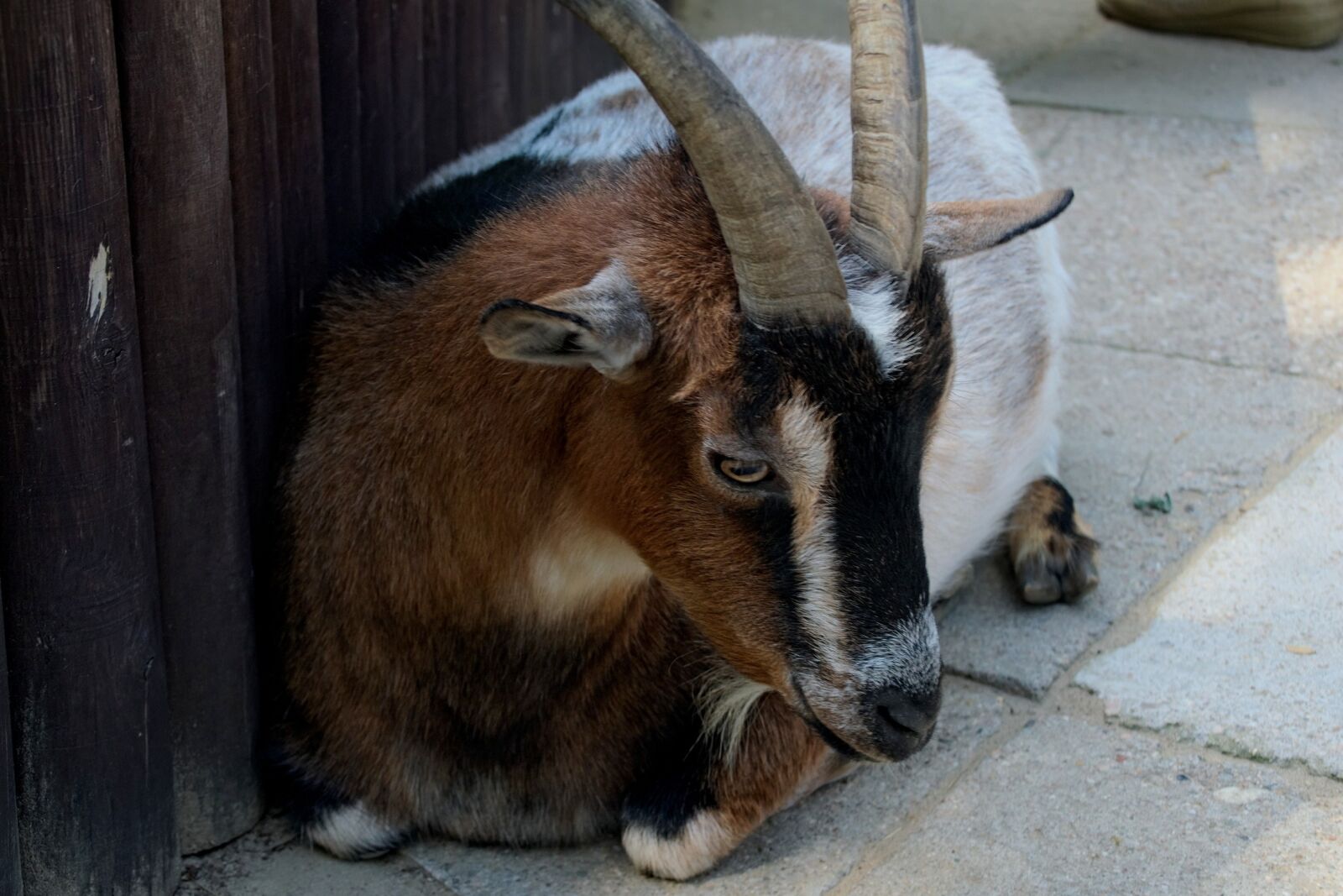 Nikon D3300 sample photo. Goat, horns, animal photography