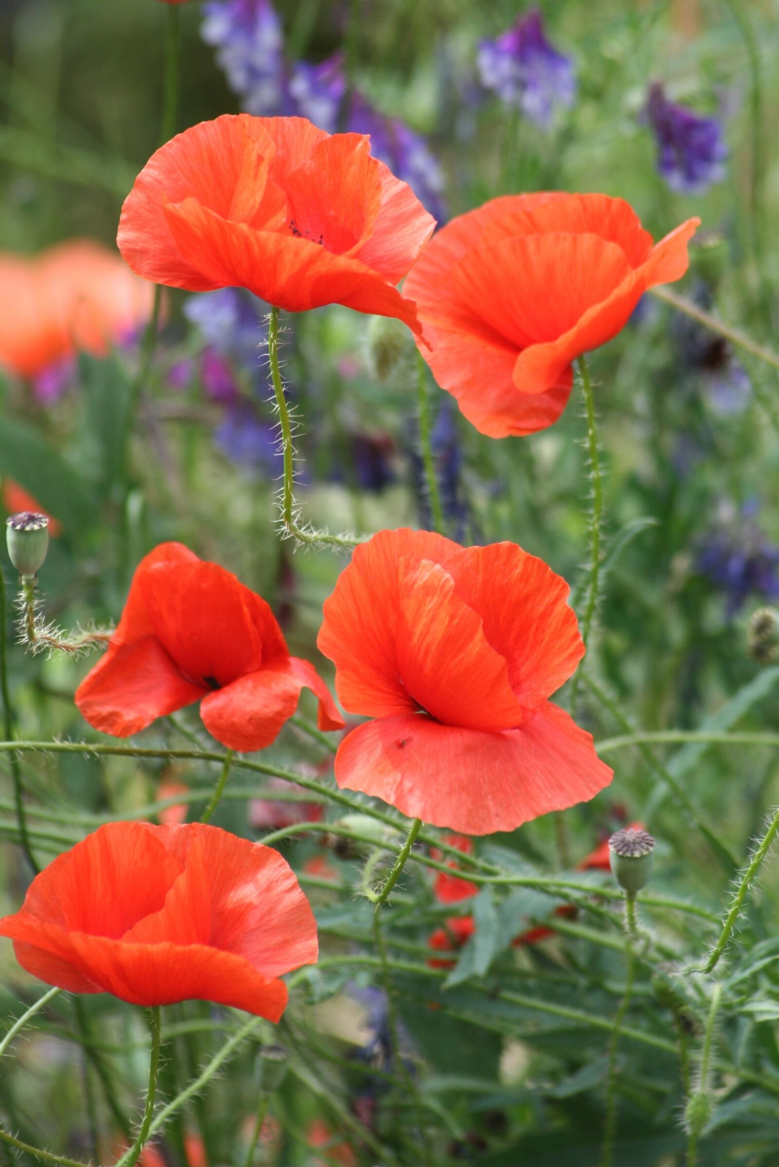 Canon EOS 400D (EOS Digital Rebel XTi / EOS Kiss Digital X) sample photo. Nature, flower, poppy photography