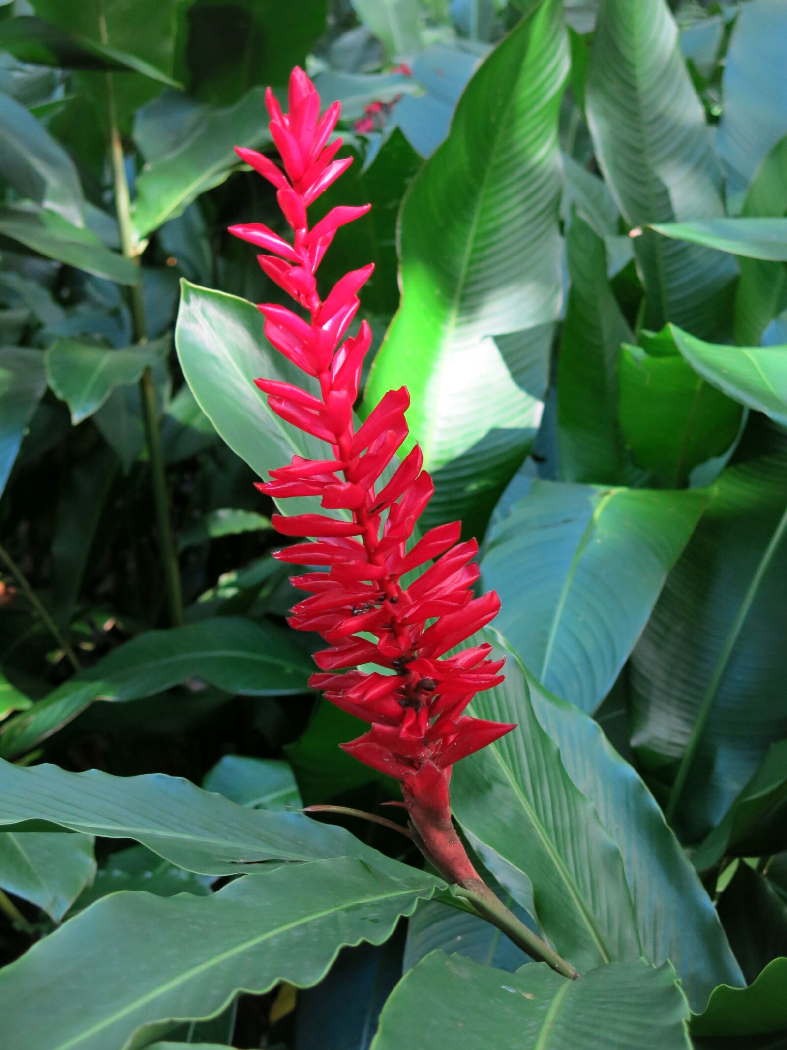 Canon PowerShot G15 sample photo. Plant, flower, nature photography