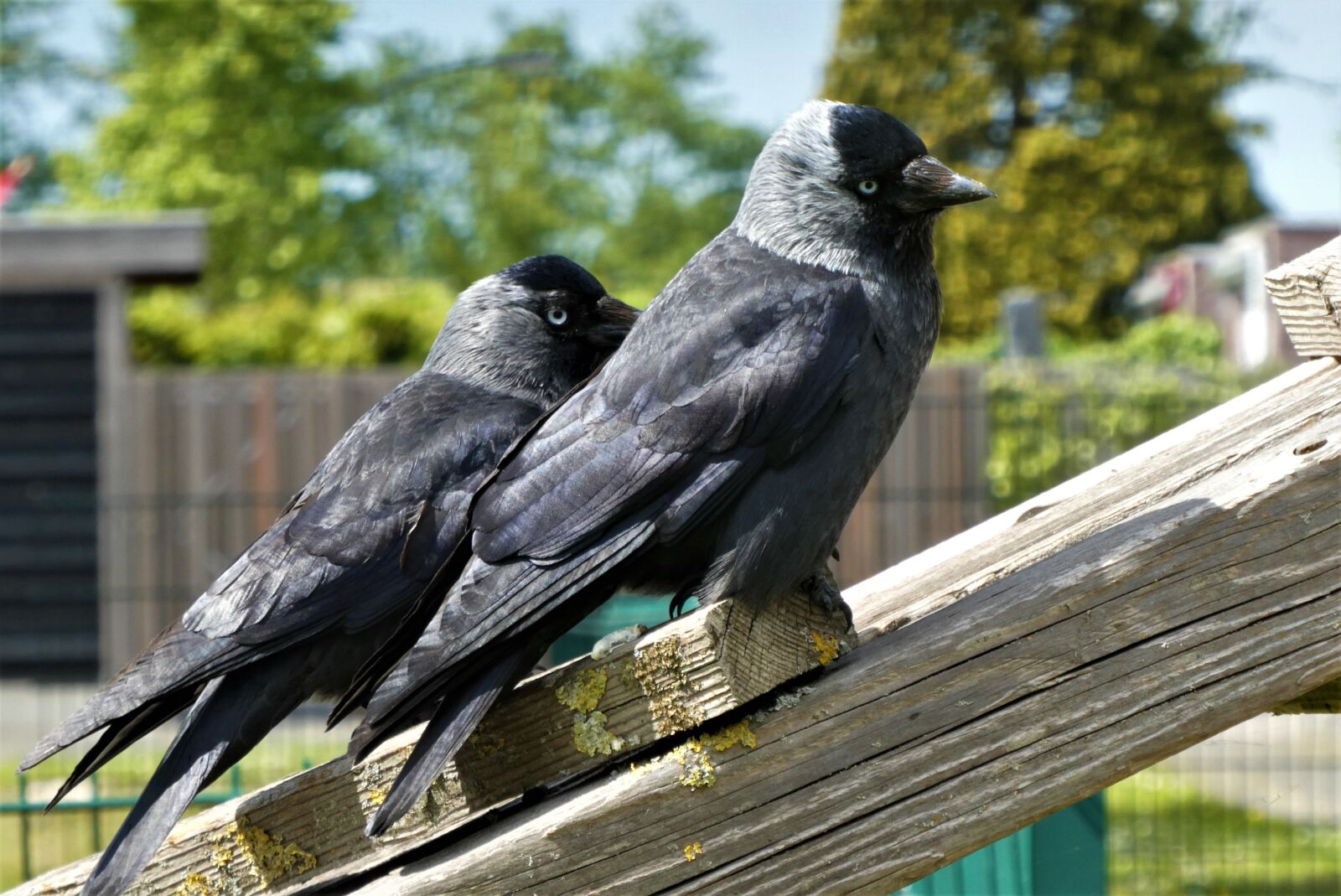 Panasonic Lumix DC-ZS70 (Lumix DC-TZ90) sample photo. Chew on, birds, jackdaw photography