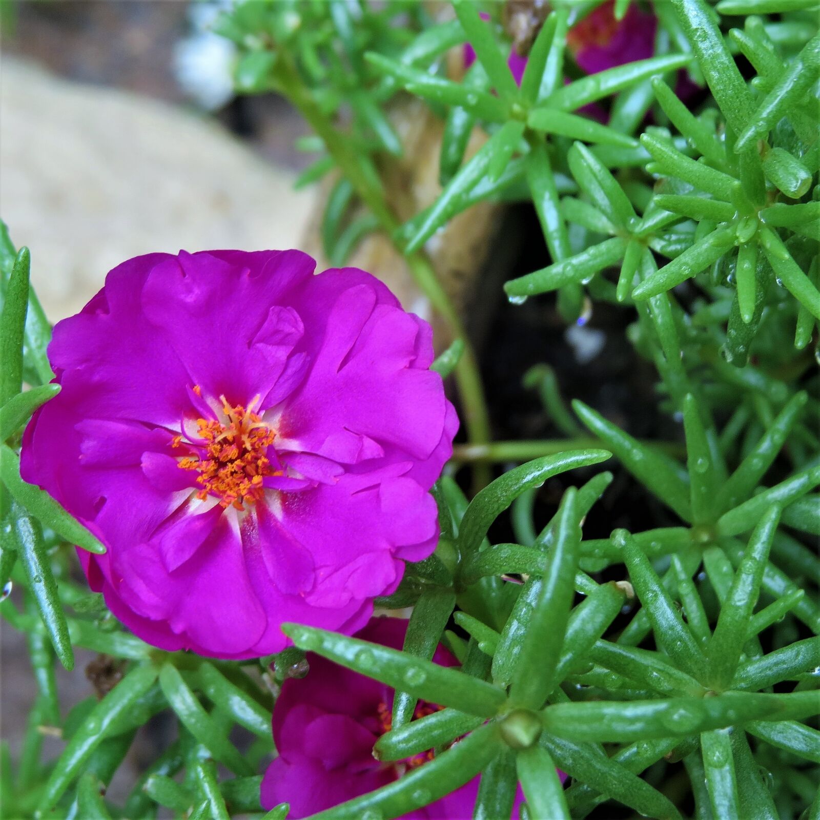 Canon PowerShot SX50 HS sample photo. Flower, purple, yellow photography