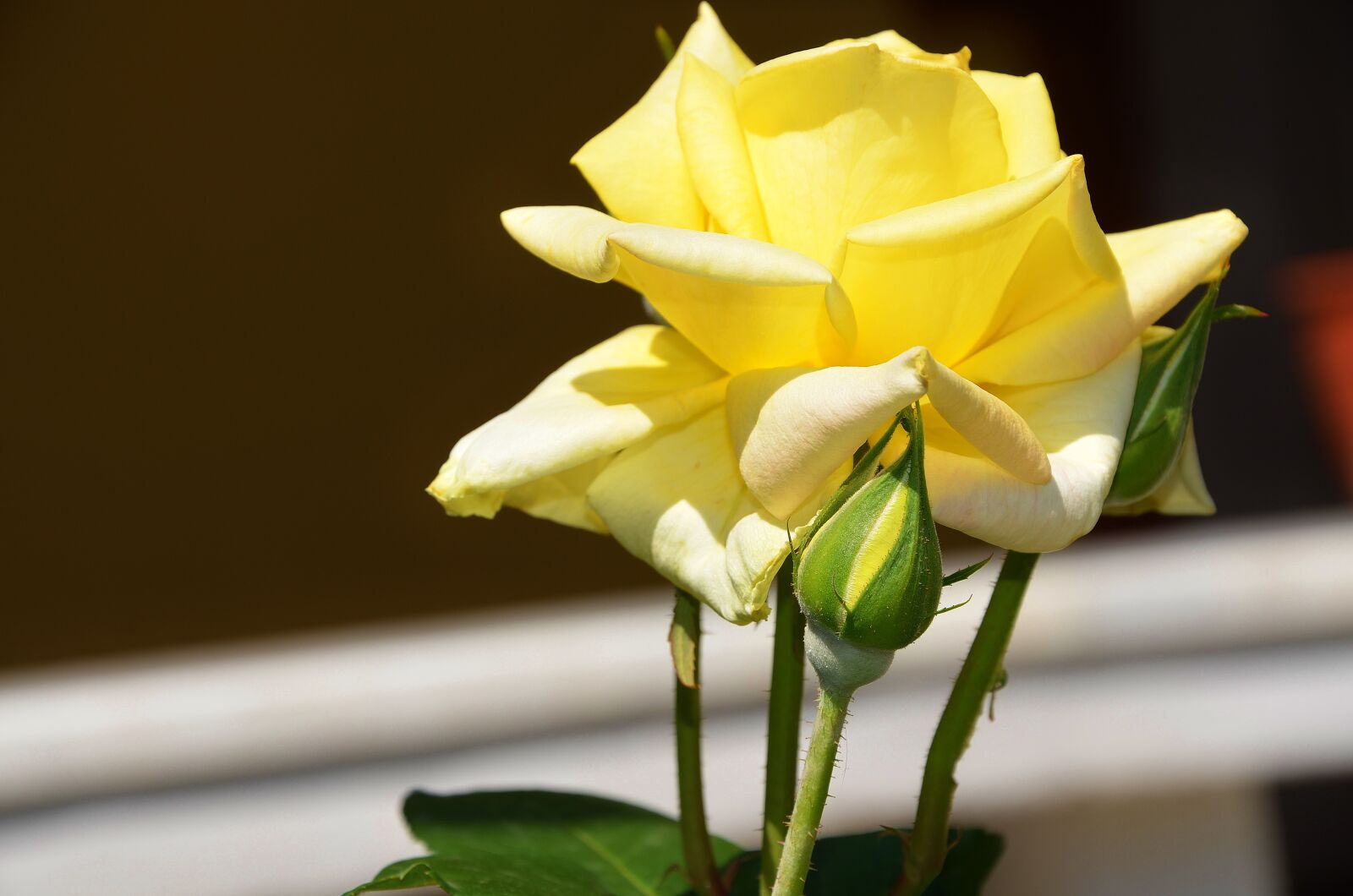 Nikon D7000 sample photo. Flower, blossom, plant photography