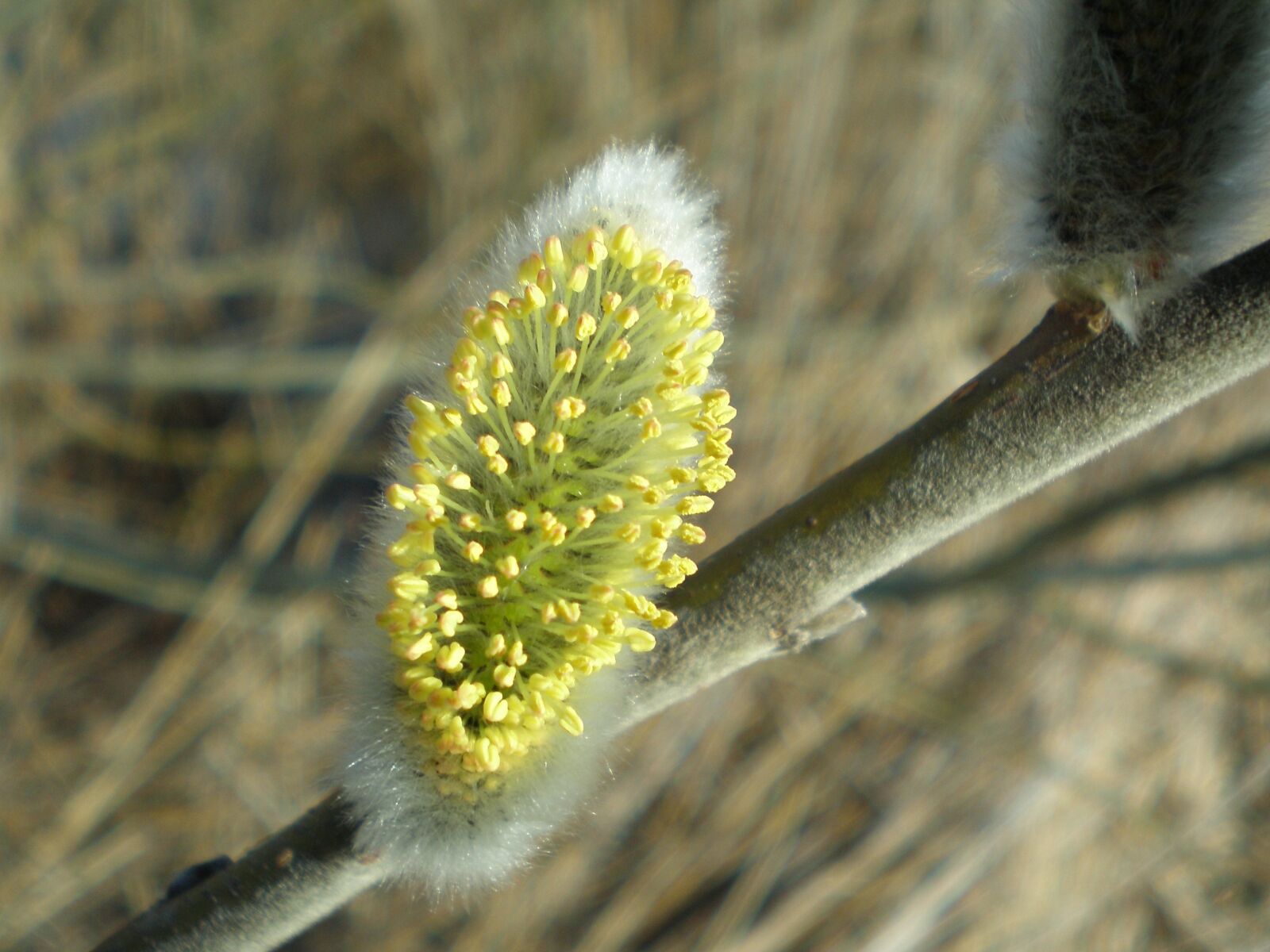 Olympus FE190/X750 sample photo. Bush, pasture, blossom photography