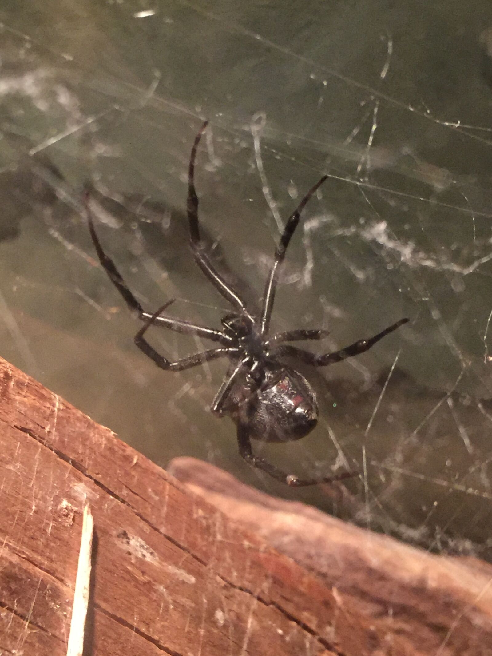 iPhone 6 Plus back camera 4.15mm f/2.2 sample photo. Black, widow, spider, spider photography