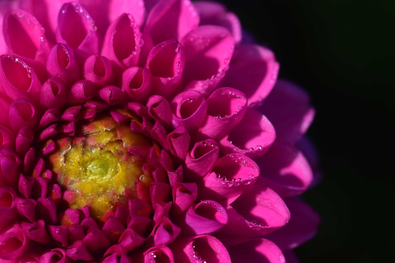 Nikon D3300 sample photo. Beautiful, nature, macro, dahlia photography