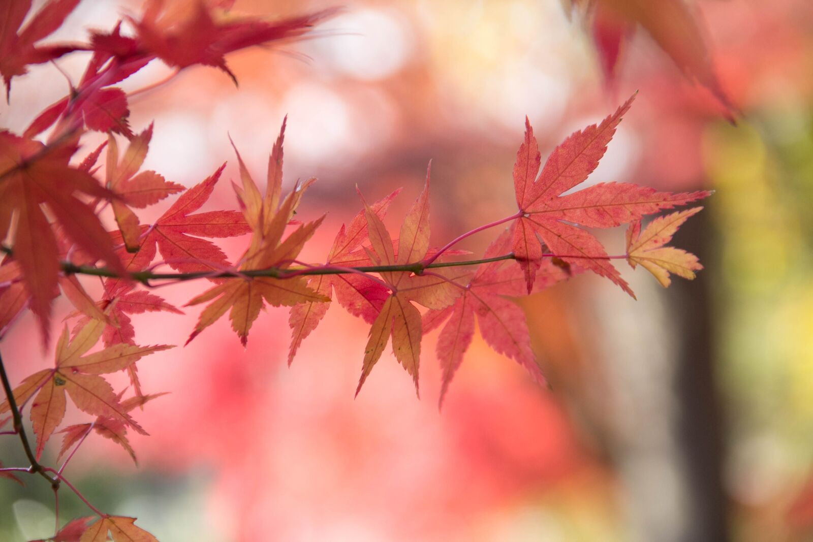 Canon EOS 60D sample photo. Leaf, nature, fall photography