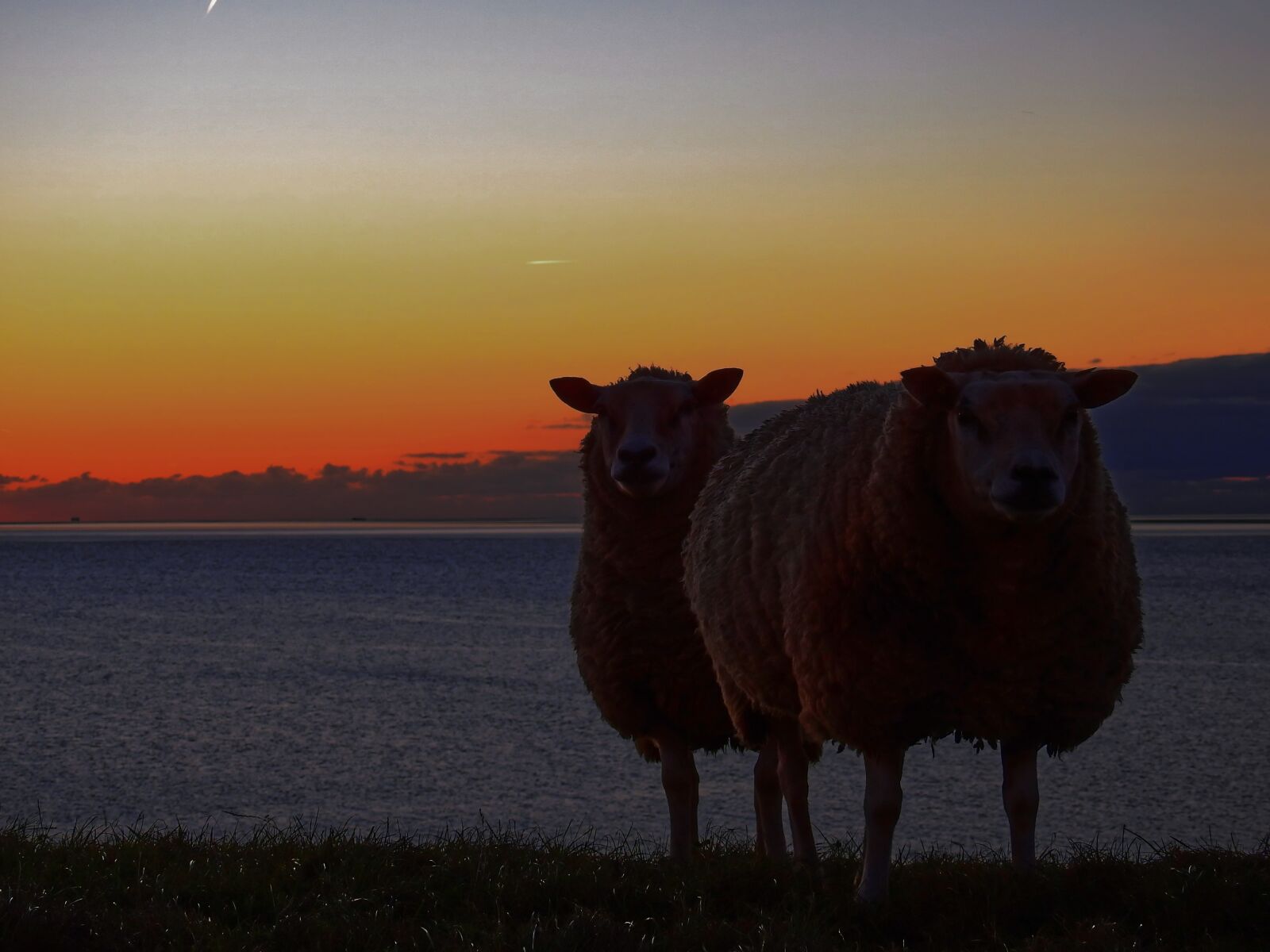 Nikon Coolpix P900 sample photo. Sheep, dike, water photography