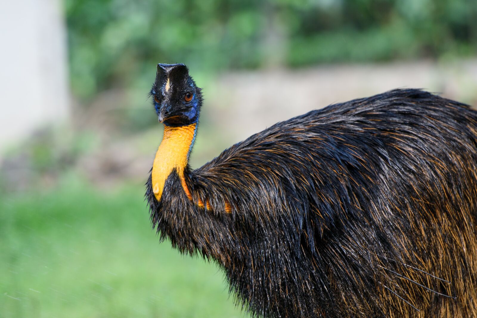 Nikon D3400 sample photo. Bird, animal, feather photography